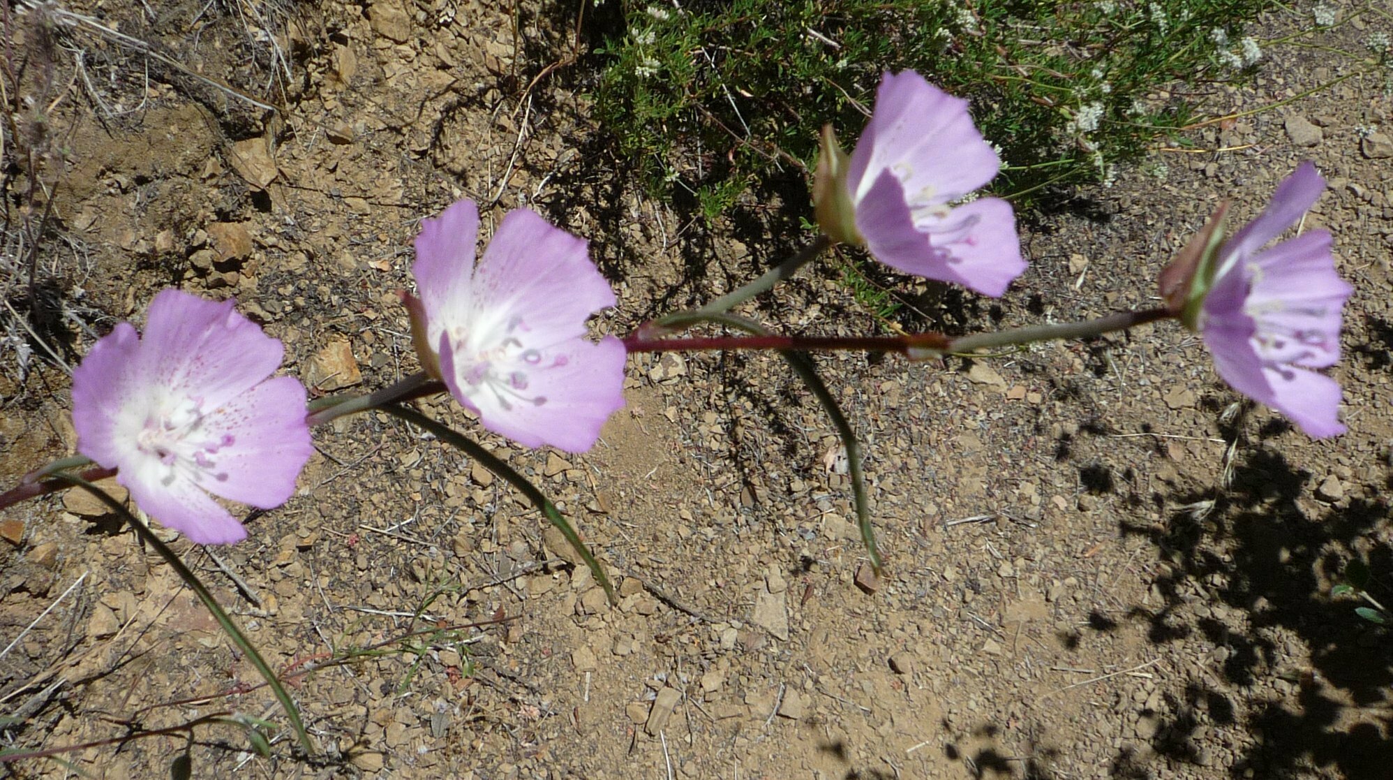 High Resolution Clarkia sp. Flower